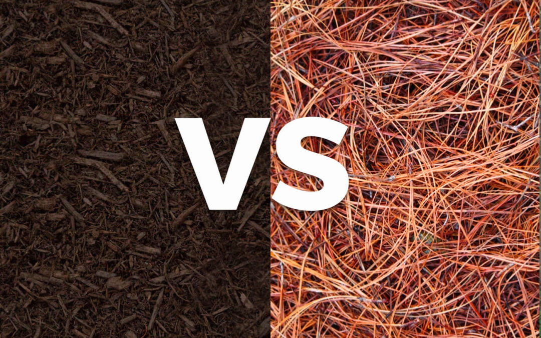 Should I Use Mulch or Pine Straw?