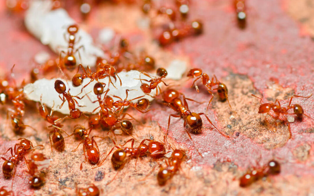 How To Identify, Prevent, And Treat Fire Ants