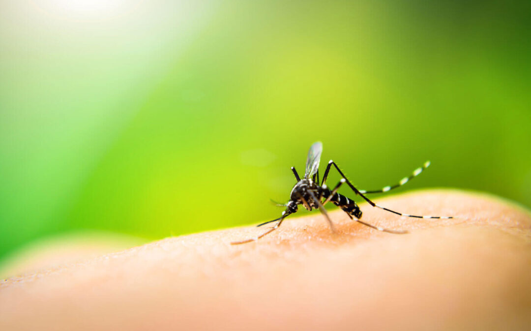 How effective are mosquito control services?