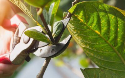 Pruning Trees & Shrubs in NC | Edison Landscaping
