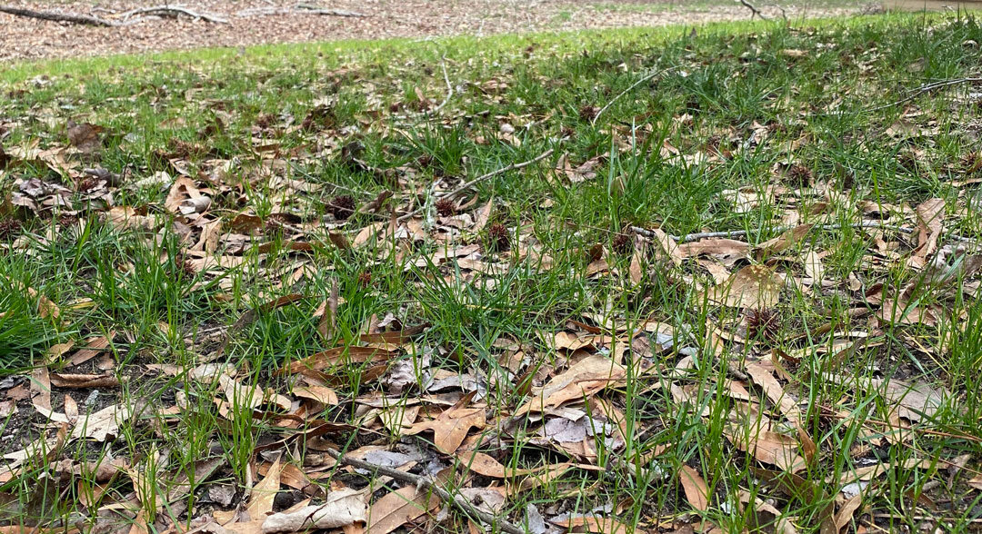 What Can I Do With My Yard Debris?