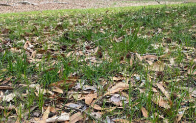 What Can I Do With My Yard Debris?