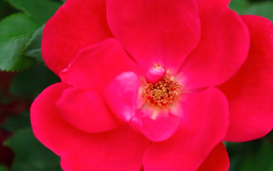 How Do You Prune Knock Out Roses?