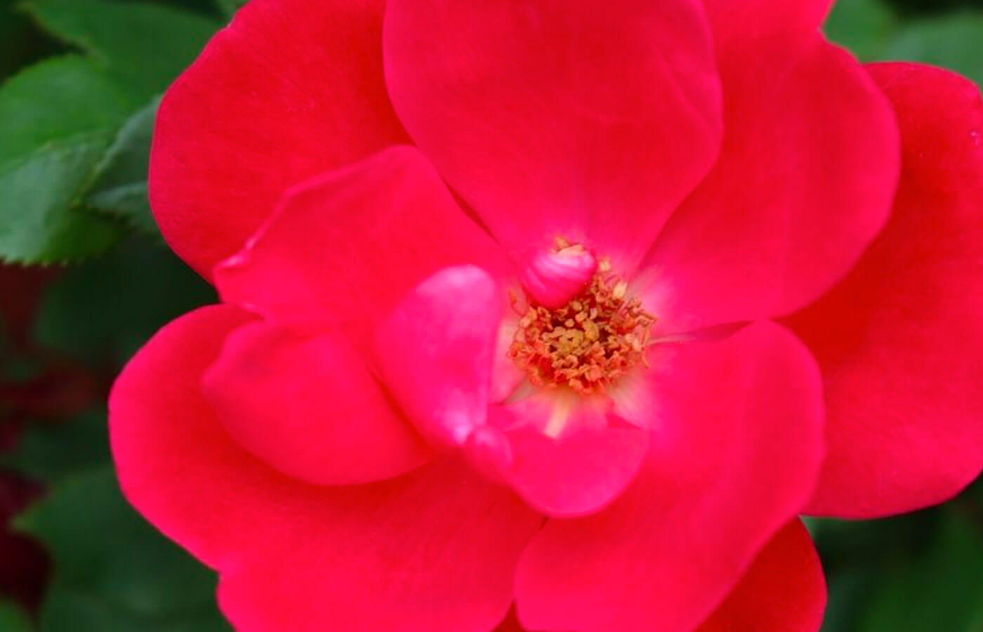 Knockout Rose
