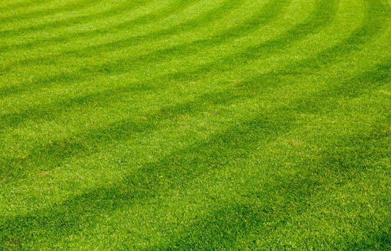 Mowing Matters! Tips and Tricks For Proper Lawn Mowing
