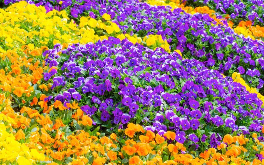 Freshen Landscape With Spring Annuals