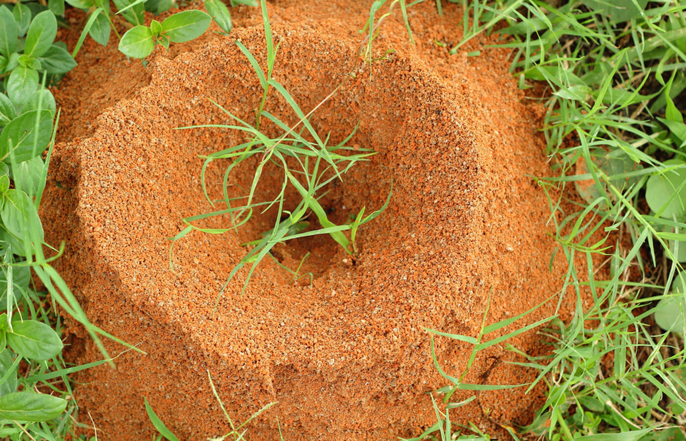 Fire ant hill