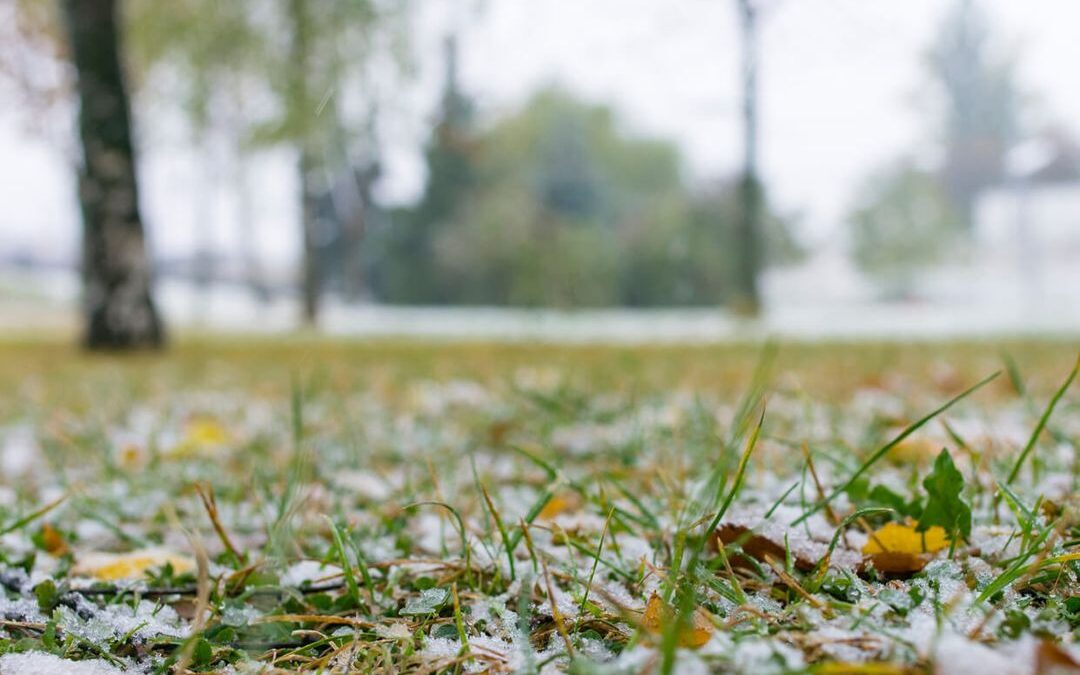 Why Leaf Removal Throughout The Winter Matters