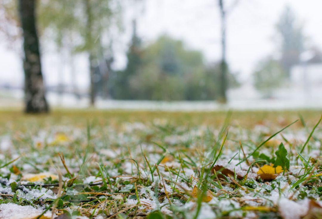 Snow in grass