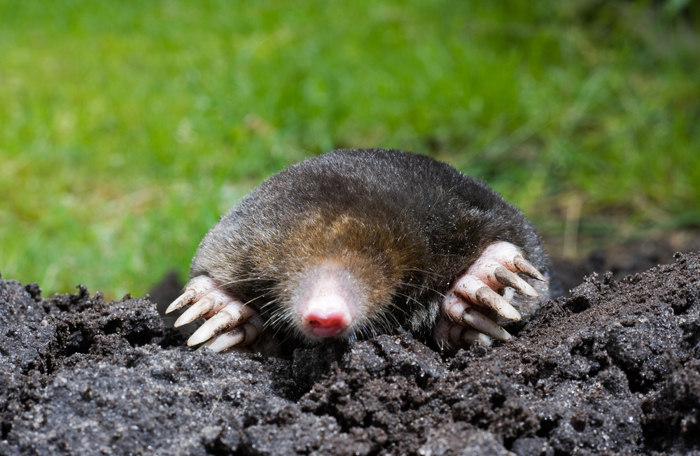 How To Get Rid Of Moles And Voles