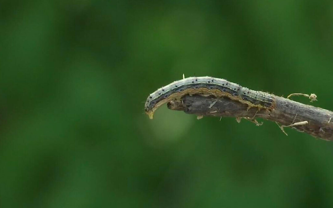 Fall Armyworms – What To Do About Them