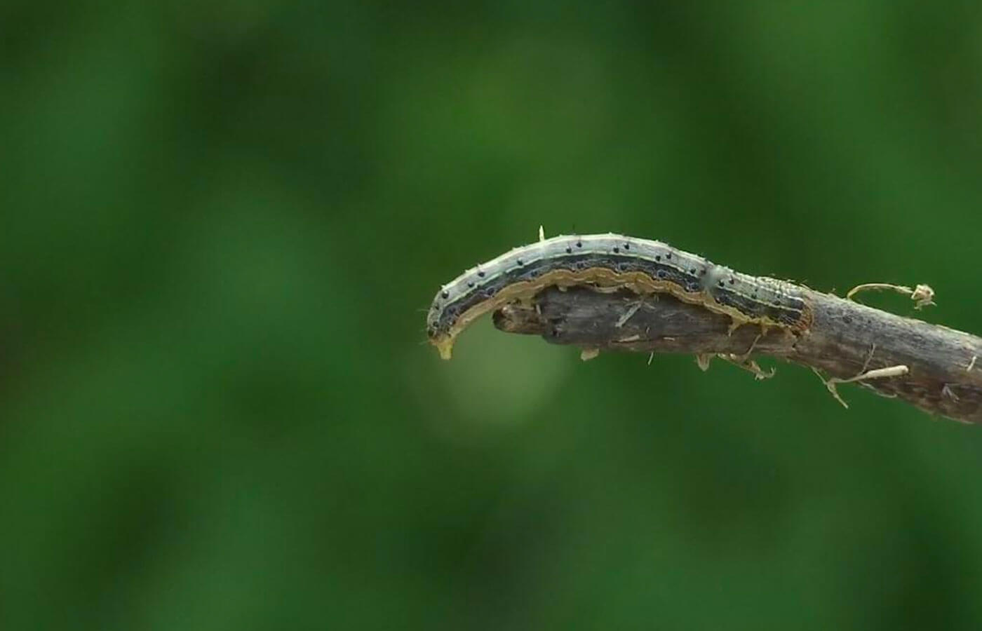 Armyworm