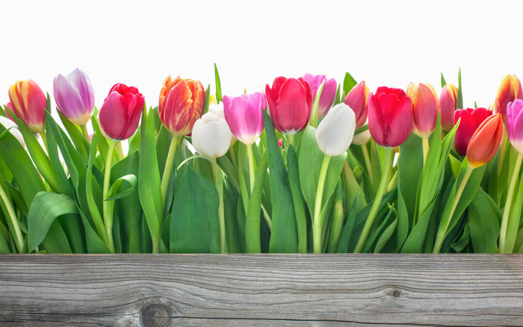 When To Plant Spring Bulbs