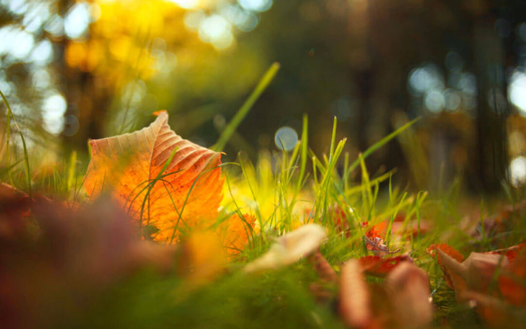 Why Are Leaves Dropping So Early?