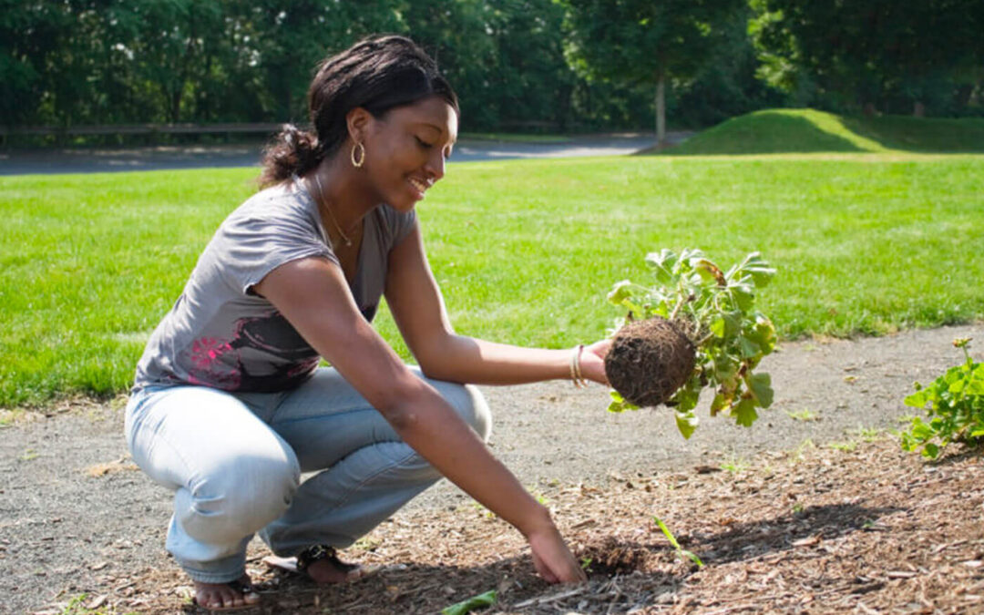 What types of mulch are there?