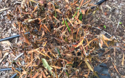 What Is Wrong With My Shrub? Summer Heat Stress On Plants