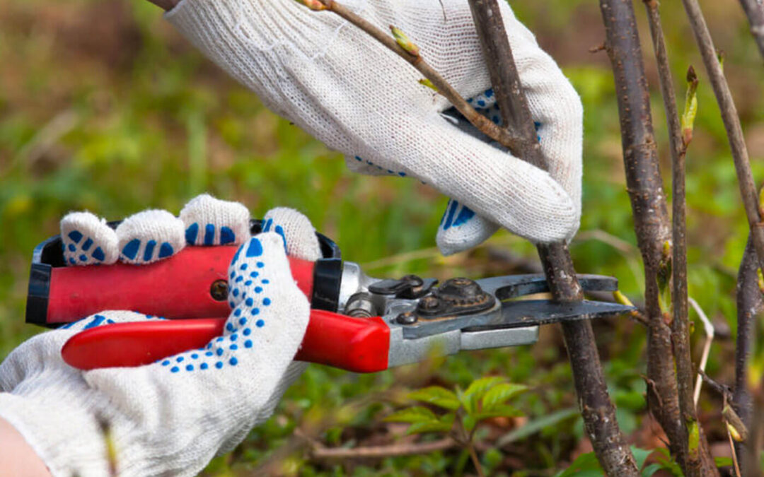 What Is Rejuvenation Pruning?