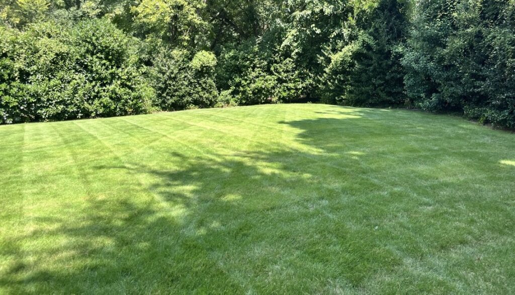 healthy fescue lawn Raleigh NC