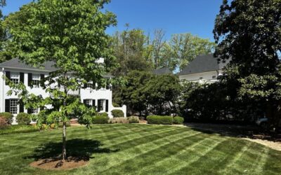 Top Raleigh Landscaping Services for Homeowners