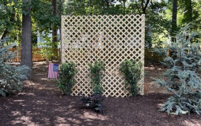 The Best Plants for Raleigh’s Summer Heat