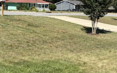 Why Is My Lawn Turning Brown in June? Drought Stress in Raleigh