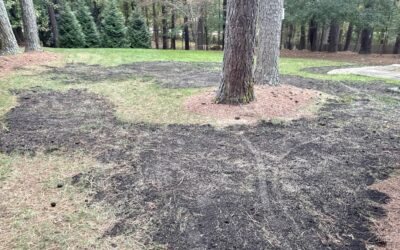 Fall Topdressing for Fescue Lawns: How to Fix Thin, Bare Spots
